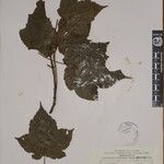 Acer caesium Sonstige