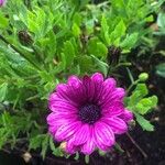 Osteospermum ecklonisVirág