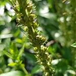 Veronica spicata Fruit