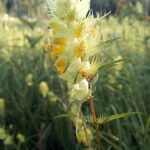 Rhinanthus alectorolophus Çiçek
