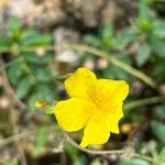 Helianthemum oelandicumŽiedas