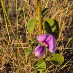 Vigna frutescens Blüte