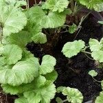 Pelargonium zonale Blad