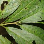 Bertiera bracteosa Leaf