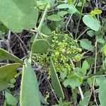 Salvadora persica Flor