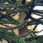 Araucaria araucana Rinde