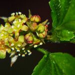 Ribes alpinum Квітка