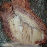 Pachylobus ledermannii Bark