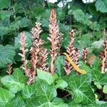 Orobanche hederae Habit