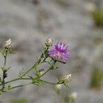 Centaurea deusta Flor