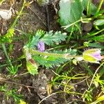 Erodium botrys Hoja