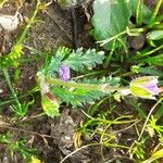 Erodium botrys Folha