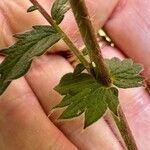 Agrimonia eupatoria Blad