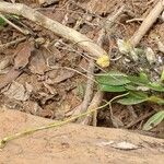 Bulbophyllum schinzianum Habit