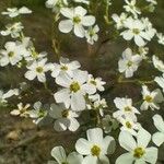 Gypsophila elegansFlower