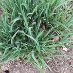 Anthericum ramosum Likasa