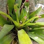 Neoregelia spectabilis Leaf