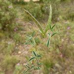 Argyrolobium zanonii Habit