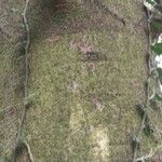Abies cephalonica Casca