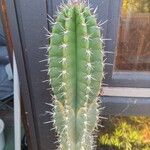 Pachycereus pecten-aboriginumLeaf