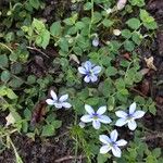 Lobelia pedunculata Flower