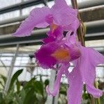 Calanthe rubens 花