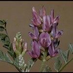 Astragalus lentiginosus 花