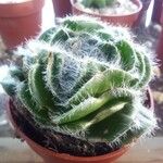Crassula barbata Hoja