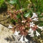 Abelia x grandiflora Цветок