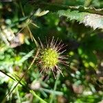 Acaena novae-zelandiae Fruit