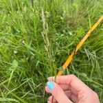 Poa pratensis Flower