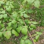 Rubus caucasicus