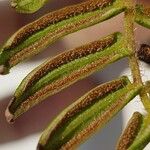 Pteris longifolia Lehti