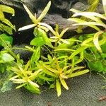 Hygrophila polysperma