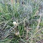 Carex humilis Habitus