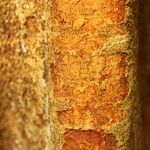 Julbernardia pellegriniana Corteza