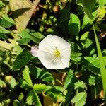 Convolvulus arvensis花