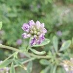 Medicago sativa花