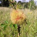 Rosa caninaFlower