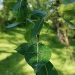 Populus simonii Foglia