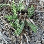 Cynara humilis Habit