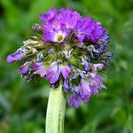 Primula denticulata Flower