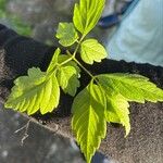 Cardiospermum grandiflorum Leaf