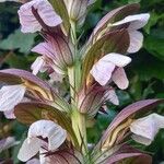 Acanthus hungaricus 花