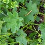 Alchemilla monticola Blatt