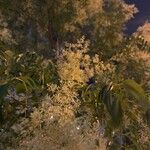 Fraxinus griffithii Flower