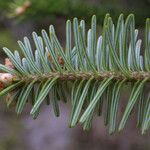 Abies fraseri Delienn