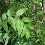 Sorbaria tomentosa Hoja