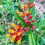 Asclepias curassavicaFlor