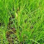 Carex vesicaria موطن